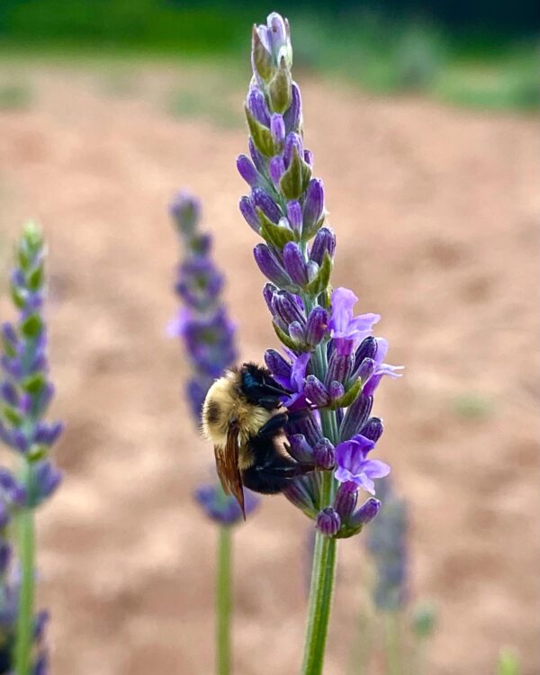 Lavender Kisses Farm lavender bee