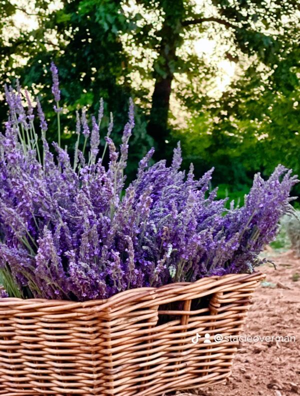 Lavender Harvest