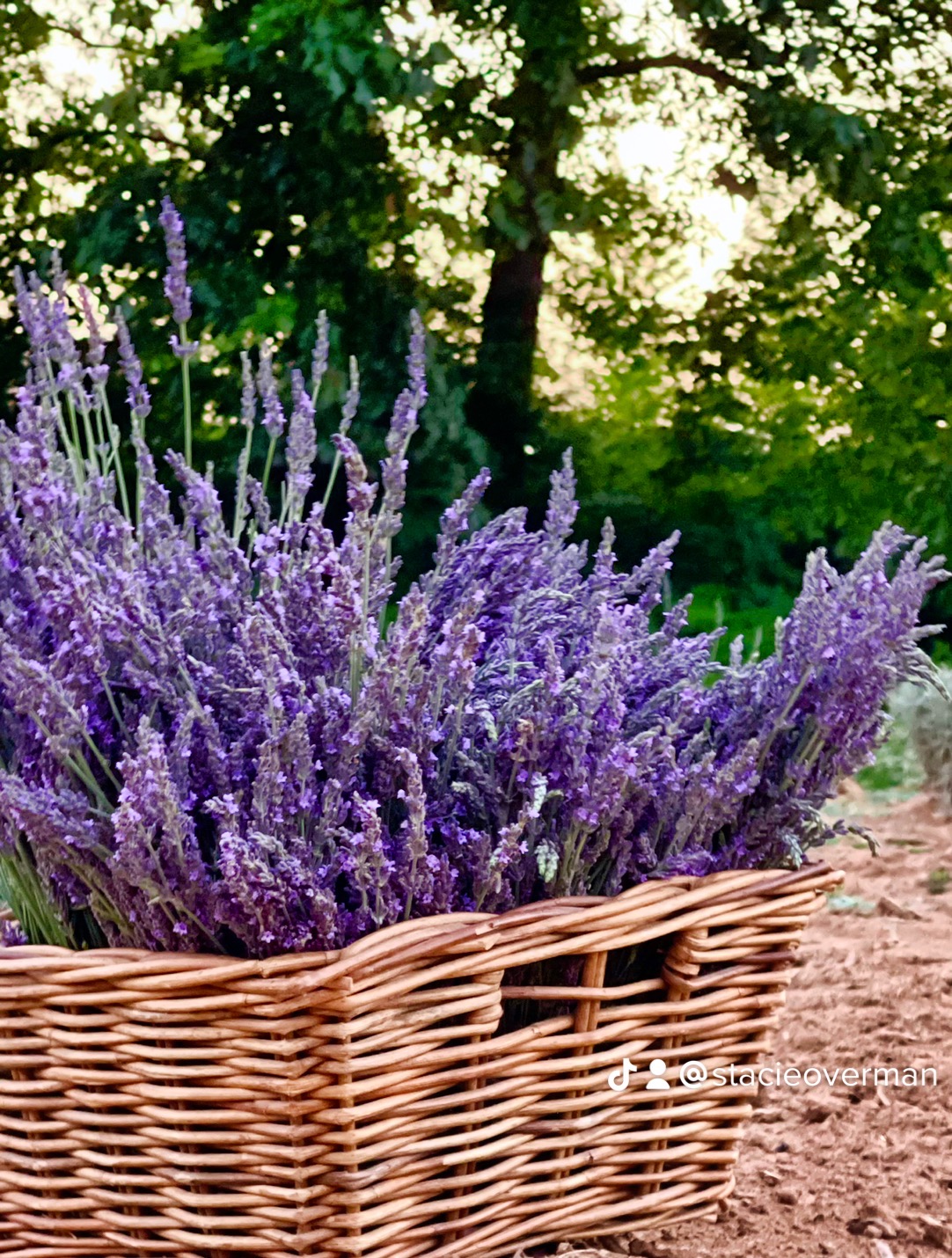 Lavender Bundle  The Lavender Patch