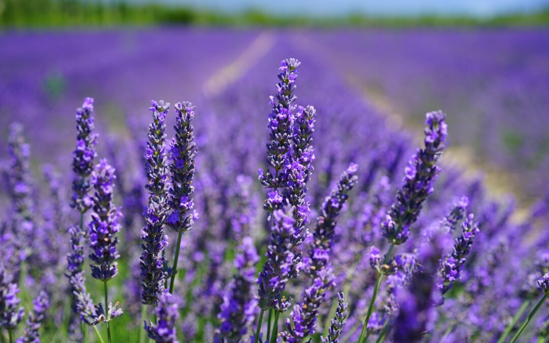 Lavender Body Products Make The Perfect Valentine’s Day Gift